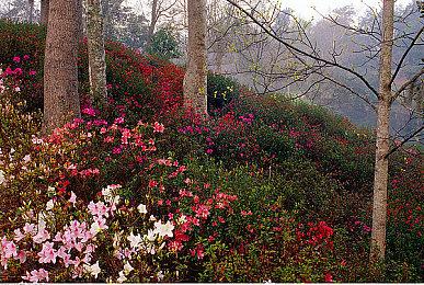 《博德之门3》数字豪华版内容 抢先体验版能免费升级